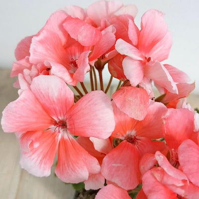 Salmon Geranium Plants Live, Hardy Annual Geranium Live Plant from 3 Inc, Flowers Planting for Outdoor, Indoor Garden