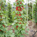 Red Currant Live Fruit Plant, 10-12" Tall Starter Shrub for Garden, Patio, and Outdoor Spring Growing