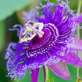 Purple Passion Flower Plant Live, 3 Inc Pot, Passiflora Flowering Vine Live Plant, Easy to Plant