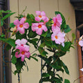 2 Pink Mandevilla Live Plant, Mandevilla Vine Plant, 4 to 7 Inc Tall, Shrub Plant Live, Mandevilla Plant Live, No Pot
