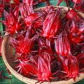 2 Red Roselle Hibiscus Plants Live in One Pot, Hibiscus Sabdariffa 4-6" Tall in 4" Pot, Sorrel Jamaica Hibiscus Flower