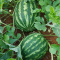 Red Watermelon Live Plant Seedling for Outdoor Garden and Home Growing, Fresh Watermelon Plant 3-6 Inch Tall, Fruit Plant in Pot