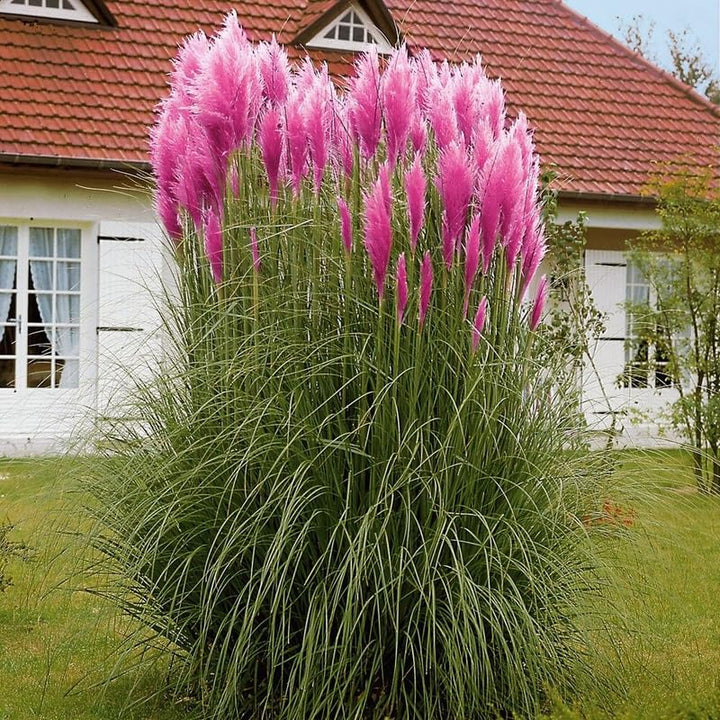 3 Pampas Grass Plants Live, Hardy Ornamental Grass, Ready to Grow Pampas 4-8 Inches for Borders, Patios and Container Gardens