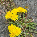 Dandelion Plant Live, Yellow Dandelion Live Plant in 4 Inc Potted