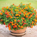 2 Random Lantana Plants Live Trees, Ready to Bloom, Hardy Long Blooming Seasons, Vibrant Colorful Perennial Fragrant, 5-10" in Tall, Full Sun Growing