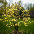Yellow Magnolia Tree Live Plant, Magnolia Plant Live 6 to 12 Inches Tall, in 2.5 Inches Pot, Yellow Magnolia Bush Fragrant Magnolia Flowers