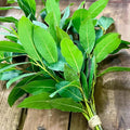 Bay Leaf Plant, Laurus Nobilis Bay Leaf Tree Live Plant, Laurel Plants Live, 8 to 10 Inc Tall
