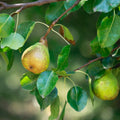 Pear Tree Live Plant, Pear Edible Fruit Tree, 10-18 Inch Tall