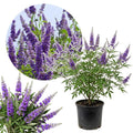 Vitex Chaste Tree for Outdoor Garden