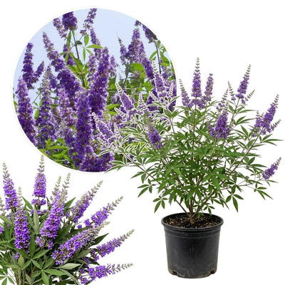Vitex Chaste Tree for Outdoor Garden