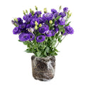 Purple Lisianthus Live Plant 3-5" Tall, Eustoma Lisianthus Flowers Plant, Purple Blooming Flower for Outdoor and Indoor Growing, No Pot