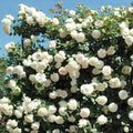 Fragrant Rose Plant Live Bush Shrub or Climbing, Old-Fashioned Roses Summer Rebloomer in 2.5 Inch Pot, Lanscape Rose Plant (Assorted) (White)