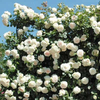 Fragrant Rose Plant Live Bush Shrub or Climbing, Old-Fashioned Roses Summer Rebloomer in 2.5 Inch Pot, Lanscape Rose Plant (Assorted) (White)