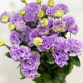 Eustoma Lisianthus Plants Live, Blue Eustoma Lisianthus Plant, 2–3 Inch Well Rooted Plug, Rose Plant for Container, Garden
