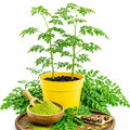 2PPP Moringa Plants Live, Malunggay Trees 5-8 Inches Tall