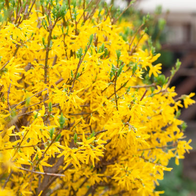 Forsythia Plant in 4 Inch Pot, 8-12 Inch Tall, Yellow Forsythia Shrub Plant Live, Forsythia Tree for Landscaping and Gardening, Well-Rooted