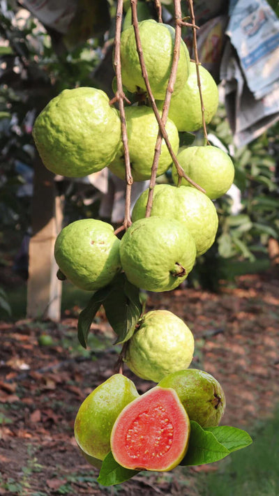 Set 3 Pink Guava Trees Live Plants, 1 Year Old Seedlings Well Rooted Guava, Live Guava Trees Plant, Guava Trees Plant Live, Guava for Growing, 5-10 Inch in Tall in 4 Inch Pot