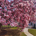2 Saucer Magnolia Trees Live Plants, Light Pink Magnolia Tree Live Plant in 2.5" Pot, 6-12 Inches