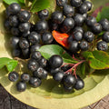 Black Aronia Chokeberry Live Plant, Cold Hardy Aronia Bush, 1-2 Ft Tall