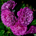 Purple Climbing Rose Live Plant, Can Grow As Rose Bushes Shrubs, Fragrant Ready to Plant, Starter Size, 5 to 10 Inc Tall, Dormant in Winter