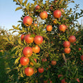 Honey Crisp Apple Tree Live Plant, Apple Fruit Tree, 6-10 Inch Tall