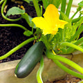 4 Live Squash Plants, 5 to 8 Inch Tall Green Squash Plants Live in 4 Inch Pot, Green Squash Zucchini Plants Seedlings,