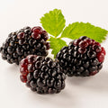 Combo 3 Sweet Boysenberry Plants Live for Planting, Fruit Bearing Vine for Home Growing, 4–6" Tall Starter Plants for Outdoor Gardens
