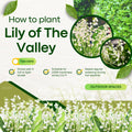 White Lily of the Valley Bulbs for Planting, 6 Bareroots May Lilies Plant for Outdoor Gardening, Stunning White Flowers for Long Lasting Blooms