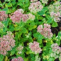 Autumn Sedum Plant Live, Quart Pot, Sucullent Plant Live Indoor Outdoor, Sedum Flower Live Plant from 4 to 6 Inc Tall