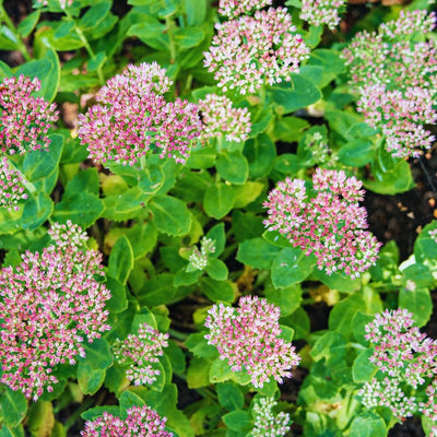 Autumn Sedum Plant Live, Quart Pot, Sucullent Plant Live Indoor Outdoor, Sedum Flower Live Plant from 4 to 6 Inc Tall