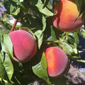 Peach Live Plant, Grafted Peach Plant 1 Feet Tall, Fruit Tree Well-Rooted for Planting (Golden Yellow)