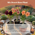 3 Mixed Desert Rose Live Plants 4-6” Tall, Rare Adenium Obesum, Indoor Outdoor Flowering Houseplants