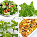 Greek Oregano Live Plant 3" Pot, Green Oregano Leaf Plant, Fragrant Herb Seedlings Grow Indoor Outdoor