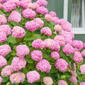 Blue to Pink Shades Hydrangea Bush Plant Tree Live Flowering Shrub Hardy Starter Plant Size 5 to 11 Inches in Tall, Blue Pink Color Blooms, Domant, Winter Hardy