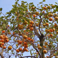 2 American Persimmon Tree Live Plant Bare Roots, 1 Feet to 1.5 Feet Long, Sweet Cold Hardy Fruit Plant Seedlings, Persimmon Bare Roots