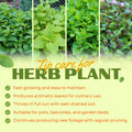 4 Random Herbs Plant Live, Basil, Rosemary, Stevia, Lemon Balm, Other Herb Plant, Live Herb Collection for Gardening, Well Rooted, No Pot