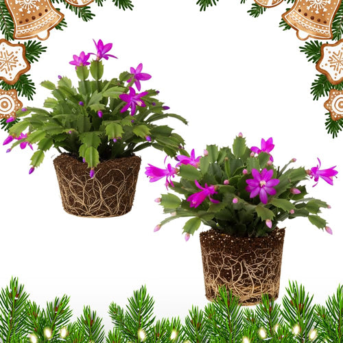 2 Purple Christmas Cactus Plants, Thanksgiving Cactus 3-6 Inch Tall, Winter Succulents Flowers Container Hanging Basket Indoor Outdoor Planting