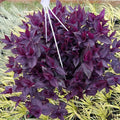 2 Purple Wandering Jew Plants Live Houseplants, Rooted Cuttings Tradescantia Live Plant for Décor, Fast-Growing and Easy to Grow, Starter Size