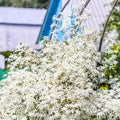 Clematis Vine Plant Live for Planting, Clematis Plant Live in 2.5 Inches Pot, Clematis Flowers Perennial