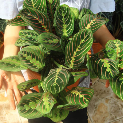 2 Rare Prayer Plants Live, Hardy Prayer Plants Live House Plant for Indoor Spaces, 3-5 Inch Height, Maranta Plant in 3'' Pot, Well-Rooted