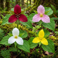 10 Mix Trillium Bulbs, Perennial Flower Bulbs for Garden, Large Bulbs, Trillium Flower Bulbs, Trillium Roots for Planting