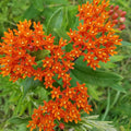 2 Milkweed Live Plants 4–7 Inches Tall, Milkweed Flowering Plants for Garden Beds, Borders or Landscape (Mix Milkweed)