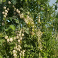 White Tomato Cherry Live Plant in 4 Inch Pot, Sweet Tomato Cherry Plants Live 8-10 Inch Tall, Seedling Vegetable Plant for Planting Outdoor Garden