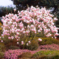 Magnolia Tree Live Plant, Magnolia Flowers Bush, 6-12 Inches Tall, in Pot, Fragrant Magnolia Shrub Ready to Grow (Saucer Magnolia)