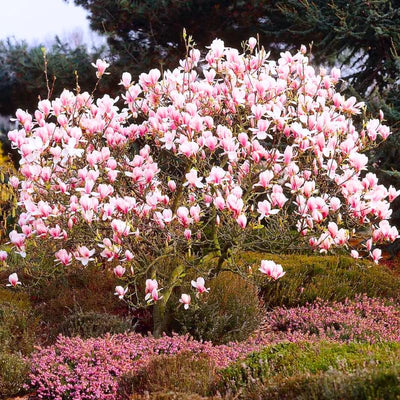 Magnolia Tree Live Plant, Magnolia Flowers Bush, 6-12 Inches Tall, in Pot, Fragrant Magnolia Shrub Ready to Grow (Saucer Magnolia)