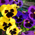 Pansy Plants in 4 Inch Pot, Mix Colorful Bloom Pansies Plant for Planting, Live Pansy Plants