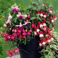 2 Mix Fuchsia Plants Live, Hardy Fuchsia Flower for Hanging Baskets and Containers, Plugs 3-5" Tall