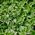 Greek Oregano Live Plant 3" Pot, Green Oregano Leaf Plant, Fragrant Herb Seedlings Grow Indoor Outdoor