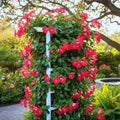 Set 2 Red Mandevilla Live Plant Vine, Mandevilla Plant, 4-6 Inches Tall, Climbing Shrubs for Trellis and Outdoor Garden