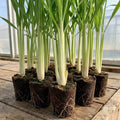 3 Lemongrass Plants Live Stalk for Spring Planting, Live Lemon Grass Herb